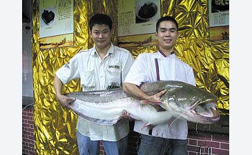 Record photograph for Silurus meridionalis